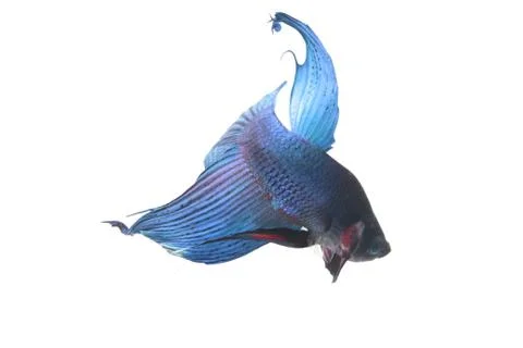 Blue Fighting fish. Stock Photos