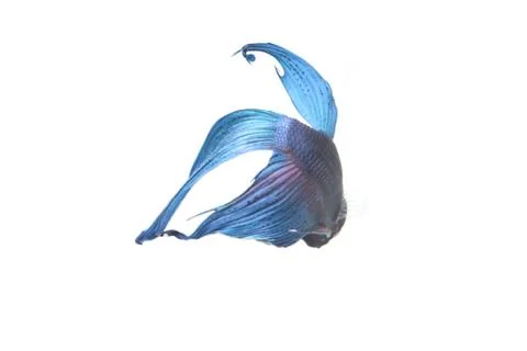 Blue Fighting fish. Stock Photos