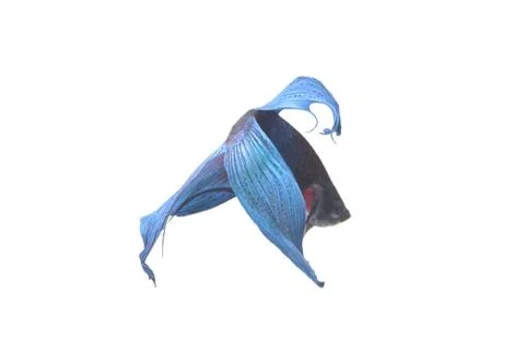 Blue Fighting fish. Stock Photos