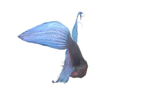 Blue Fighting fish. Stock Photos