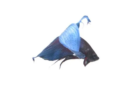 Blue Fighting fish. Stock Photos
