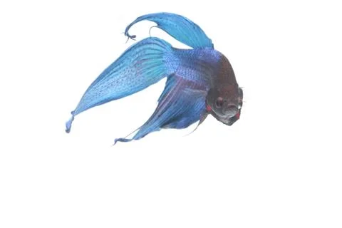 Blue Fighting fish. 스톡 사진