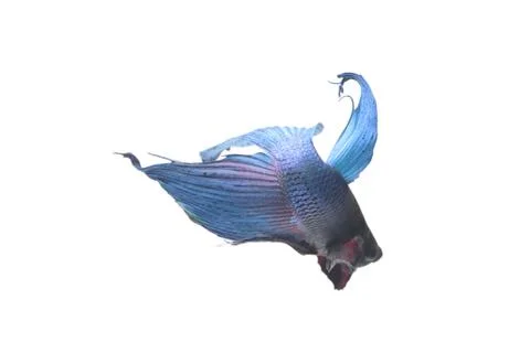 Blue Fighting fish. Stock Photos