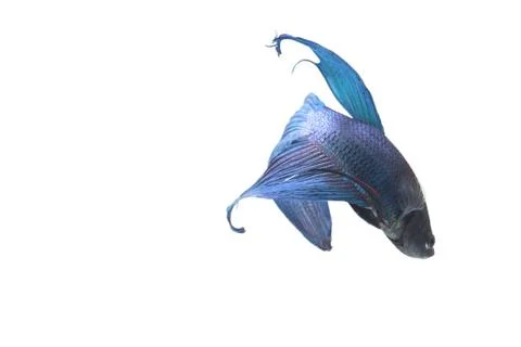 Blue Fighting fish. Stock Photos