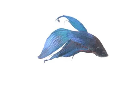 Blue Fighting fish. Stock Photos
