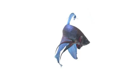 Blue Fighting fish. Stock-Fotos
