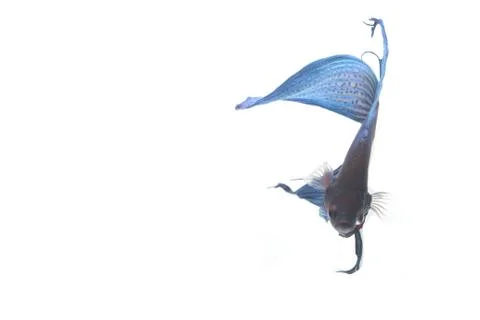 Blue Fighting fish. Фото