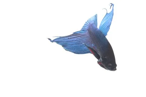 Blue Fighting fish. Fotos Stock