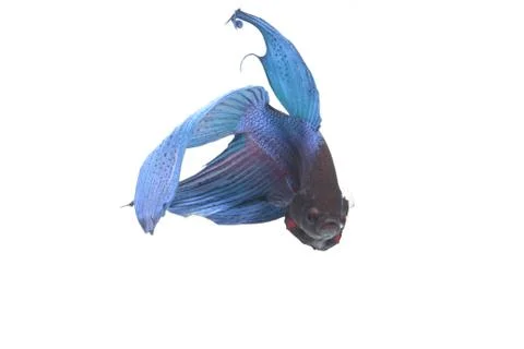 Blue Fighting fish. Stock Photos