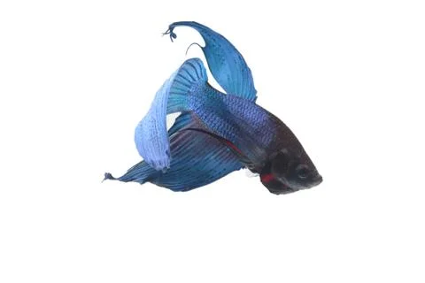 Blue Fighting fish. Stock-Fotos