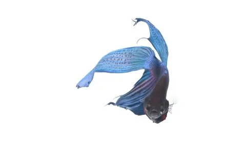 Blue Fighting fish. 스톡 사진