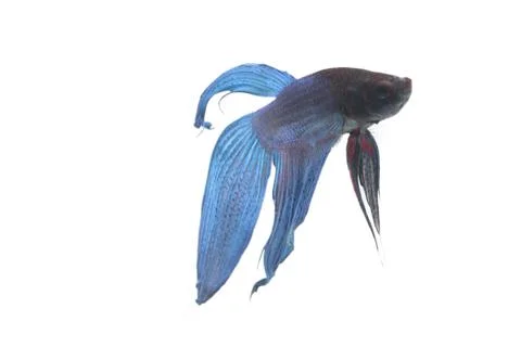 Blue Fighting fish. Foto stock