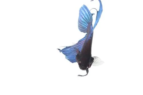 Blue Fighting fish. Stock Photos