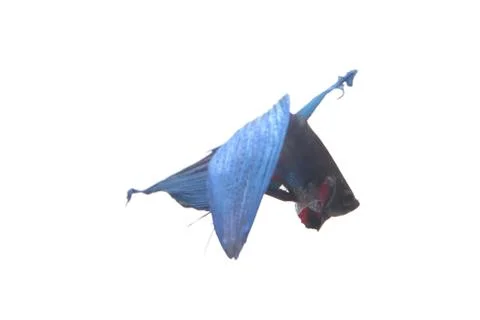 Blue Fighting fish. Stock Photos
