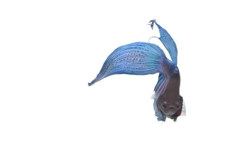 Blue Fighting fish. Stock Photos