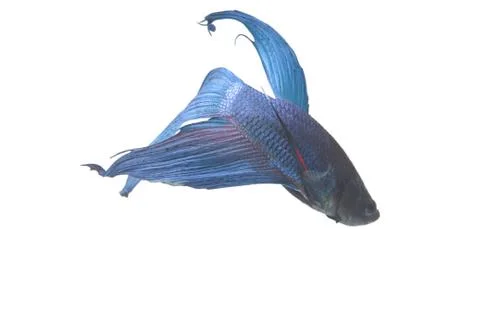 Blue Fighting fish. Stock Photos