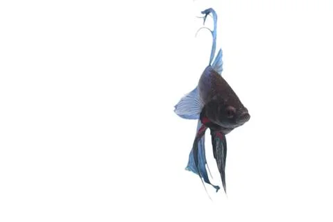 Blue Fighting fish. Foto stock