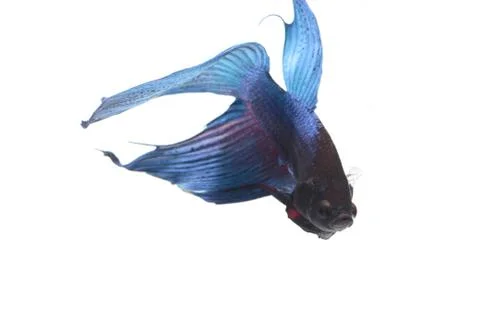 Blue Fighting fish. Stock Photos