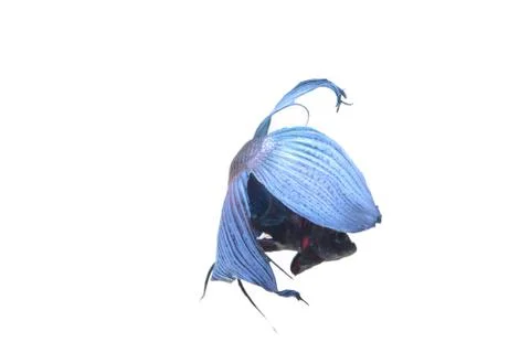 Blue Fighting fish. Stock-Fotos