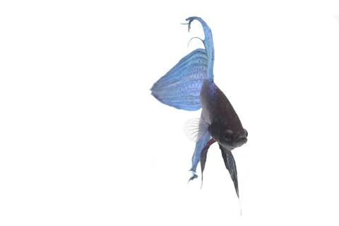 Blue Fighting fish. Stock Photos