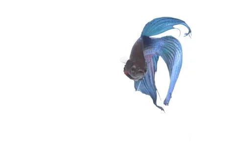 Blue Fighting fish. Stock Photos
