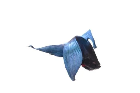Blue Fighting fish. Stock Photos