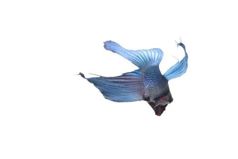 Blue Fighting fish. Stock-Fotos