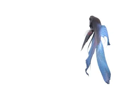 Blue Fighting fish. Fotos Stock