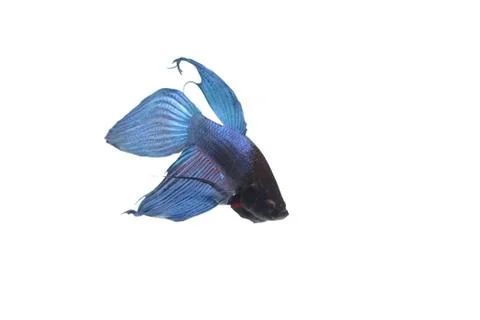 Blue Fighting fish. Фото