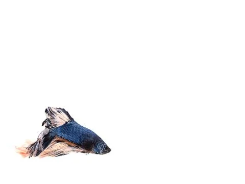 Blue fighting fish with white fin swiming at bottom left conner of white back Stock Photos