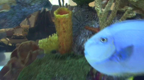 Blue Fiish Stock Footage
