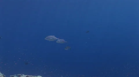 Blue Fin Trevally Stock Footage 55883276