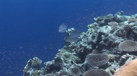Blue Fin Trevally Stock Footage 55883627