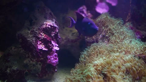 A blue fin tropical fish Stock Footage 296548977