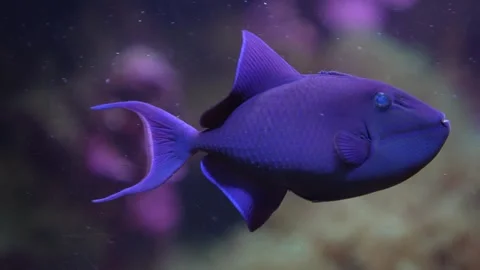 A blue fin tropical fish Stock Footage 296583247