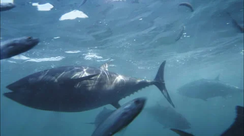 Blue fin tuna Stock Footage 38647047