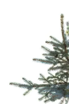 Blue  fir tree Stock Photos