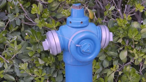 Blue Fire Hydrant Against a Green Background. Close-up Stock Footage 251923704