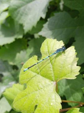 Blue Firefly Stockfoto's