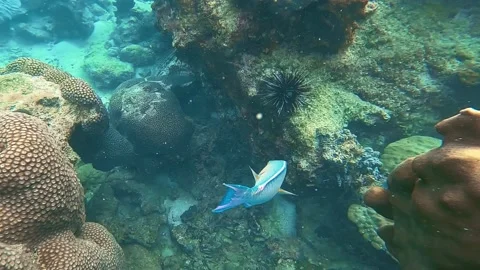 Blue fish and corals Stock Footage 232907371