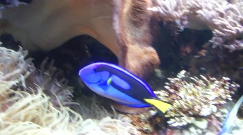 Blue fish in the aquarium Stock Footage 45357255