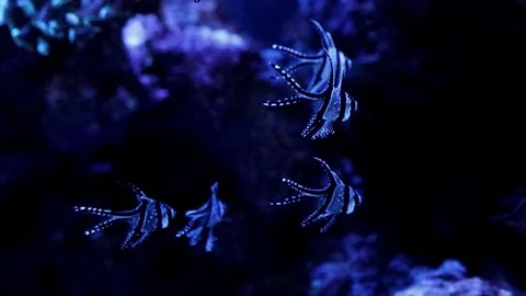 Blue fish in aquarium Stock Footage 74161456