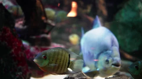 Blue fish with a bony tail is gracefully swimming underwater in an aquarium tank Stock-Footage 276559839