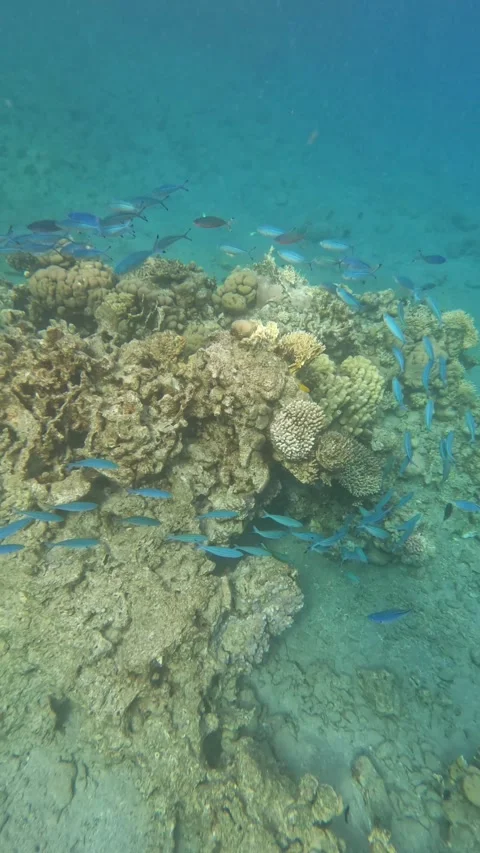Blue fish Circle Coral Reef - Video Stock Footage 234088787