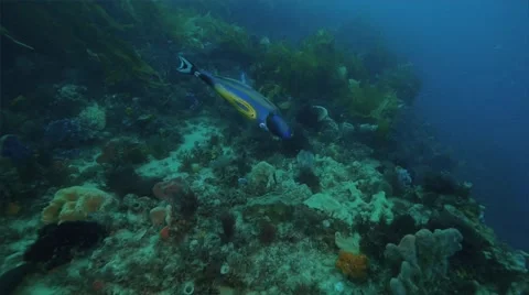 Blue fish in Cold Water Corals Temperate  Video stock 58669767