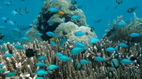 Blue Fish on Coral Stock Footage 45178244