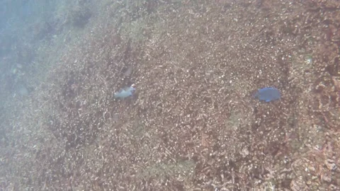 Blue fish floating above algae and coral reef of a paradisiac island with Vídeo Stock 148625104