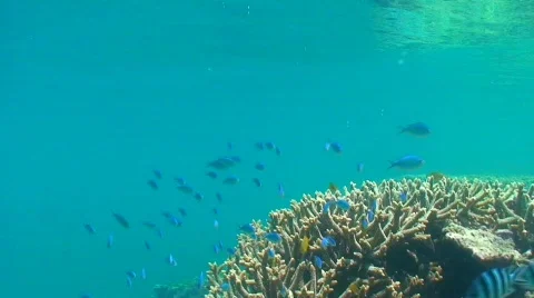 Blue fish Stock Footage 330967