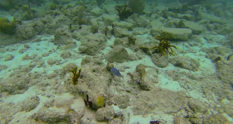 Blue fish Stock Footage 42798949