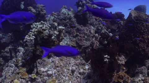 Blue Fish Stock-Footage 70094504